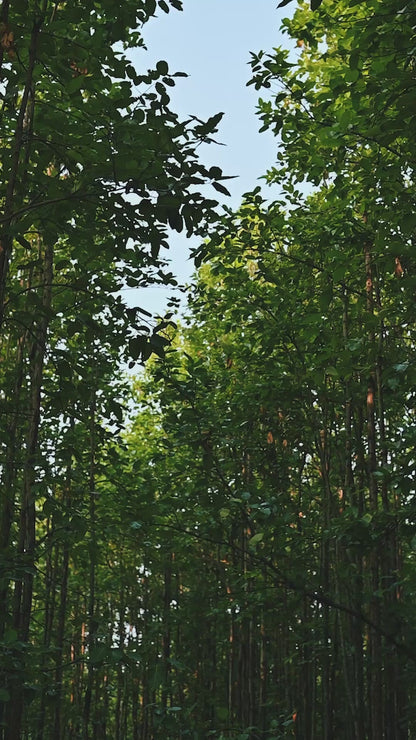 Handmade Conical Terracotta Bottle - Natural Cooling, Pure Hydration